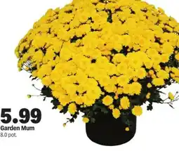 Meijer Garden mum offer