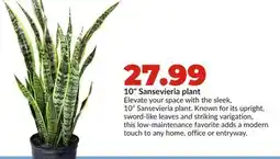 Hy-Vee 10 Sansevieria plant offer