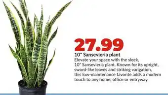 Hy-Vee 10 Sansevieria plant offer
