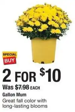 The Home Depot Gallon Mum offer