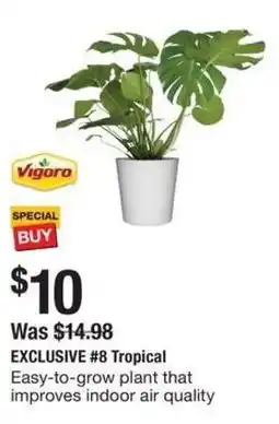 The Home Depot Vigoro EXCLUSIVE #8 Tropical offer