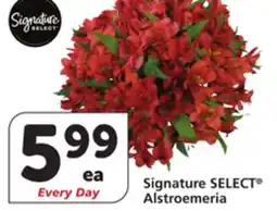 Vons Signature SELECT Alstroemeria offer