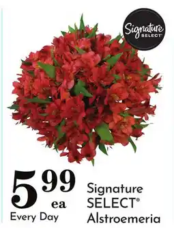 Pavilions Signature SELECT Alstroemeria offer