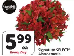 Albertsons Signature SELECT Alstroemeria offer