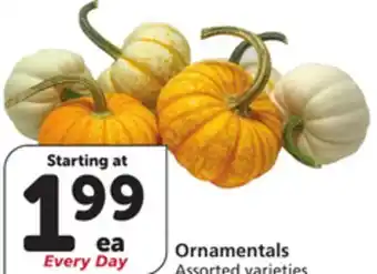 Albertsons Ornamentals offer