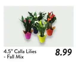 Fresh Thyme 4.5 Calla Lilies offer