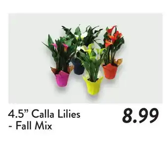 Fresh Thyme 4.5 Calla Lilies offer