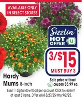 Jewel-Osco Hardy Mums offer