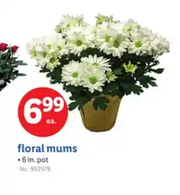 Lidl floral mums offer