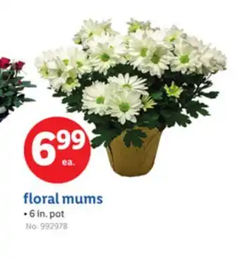 Lidl floral mums offer