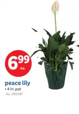 Lidl peace lily offer