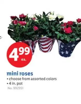 Lidl mini roses offer