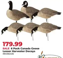 Runnings 6 Pack Canada Goose Lesser Harvester Decoys offer