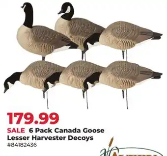 Runnings 6 Pack Canada Goose Lesser Harvester Decoys offer
