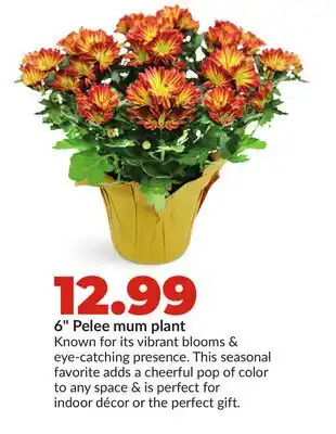 Hy-Vee 6 Pelee mum plant offer