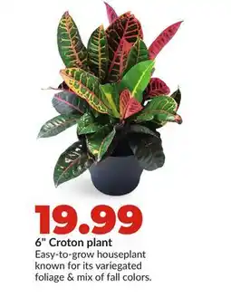 Hy-Vee 6 Croton plant offer