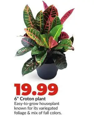 Hy-Vee 6 Croton plant offer