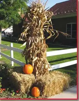 Ace Hardware Cornstalks offer