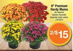 Ace Hardware 9 Premium Hardy Mums offer