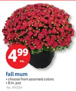 Lidl fall mum offer