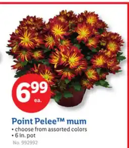 Lidl Point Pelee mum offer