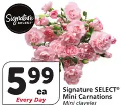 Vons Signature SELECT Mini Carnations offer
