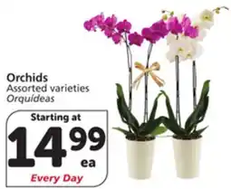 Albertsons Orchids offer