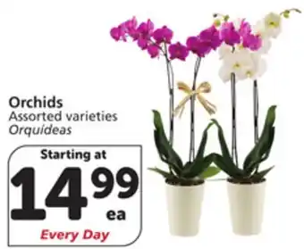 Vons Orchids offer