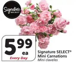 Albertsons Signature SELECT Mini Carnations offer