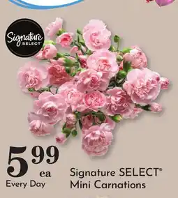 Pavilions Signature SELECT Mini Carnations offer