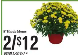 Mariano's 8 Hardy Mums offer
