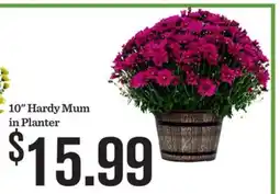 Mariano's 10 Hardy Mum in Planter offer