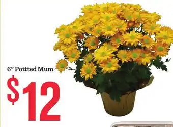 Mariano's 6 Pottted Mum offer