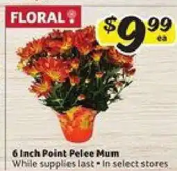 Winn Dixie 6 Inch Point Pelee Mum offer