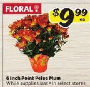 Winn Dixie 6 Inch Point Pelee Mum offer