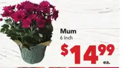 Vallarta Supermarkets Mum offer