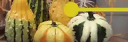 Menards 5-Pack Gourds offer