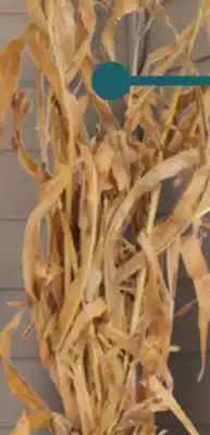 Menards Corn Shocks offer