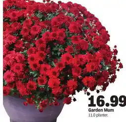 Meijer Garden Mum offer