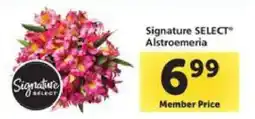 Safeway Signature Select Alstroemeria offer