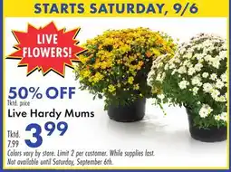Boscov's Live Hardy Mums offer