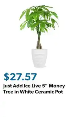 Sam's Club Just Add Ice Live 5 Money Tree in White Ceramic Pot offer