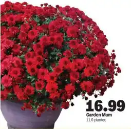 Meijer Garden mum offer