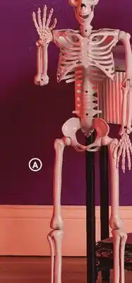 Family Dollar Posable Skeleton offer