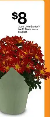 Target Good Little Garden live 6 Pelee mums bouquet offer