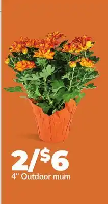 Hy-Vee 4 Outdoor mum offer
