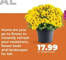 Hy-Vee 12 Outdoor mum offer