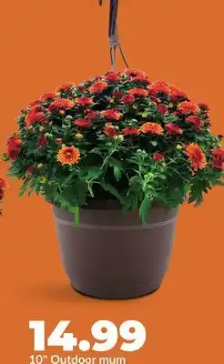 Hy-Vee 10 Outdoor mum offer