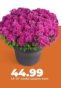 Hy-Vee 14-15 Jumbo outdoor mum offer