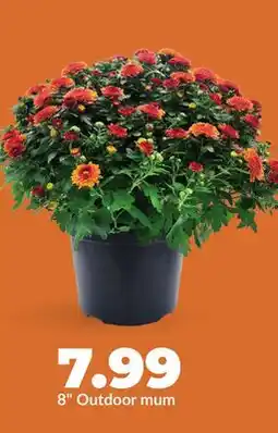 Hy-Vee 8 Outdoor mum offer